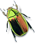 bug