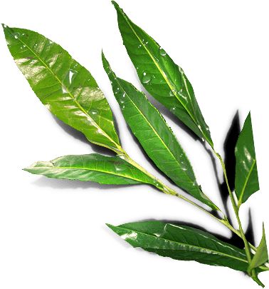 leaves